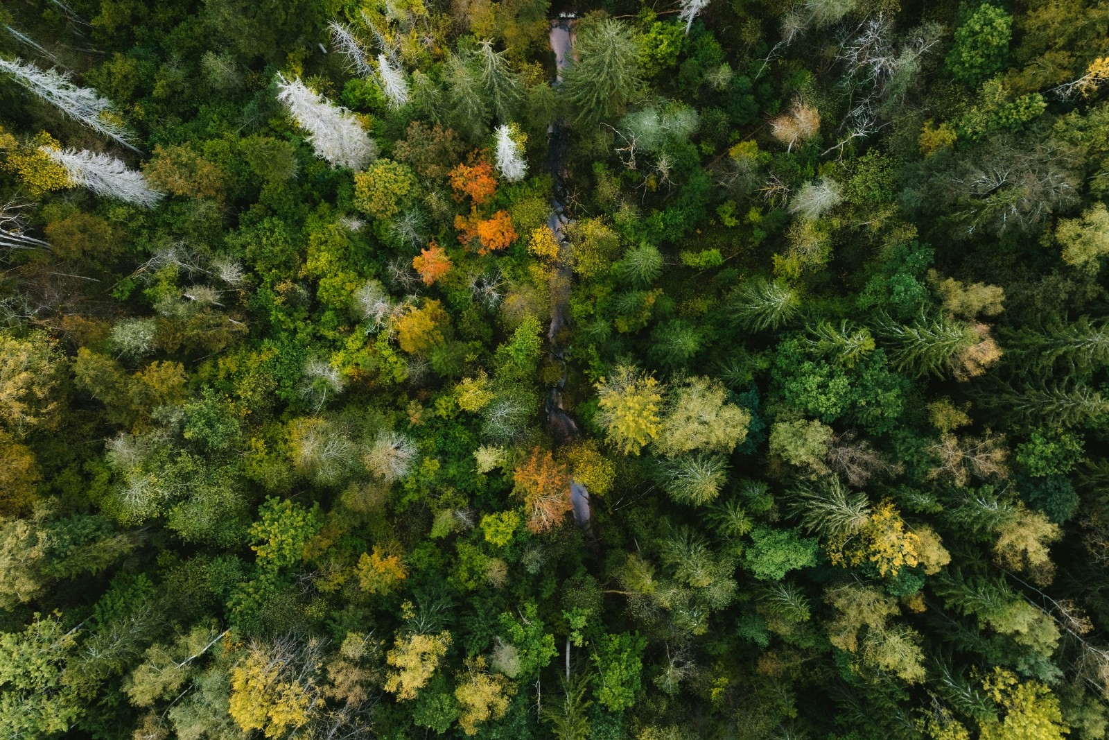 Natura